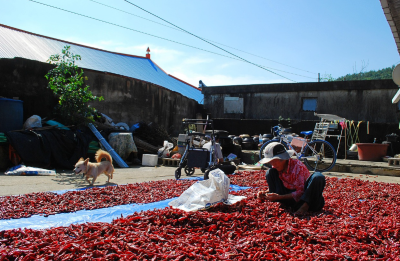 시골할머니모습