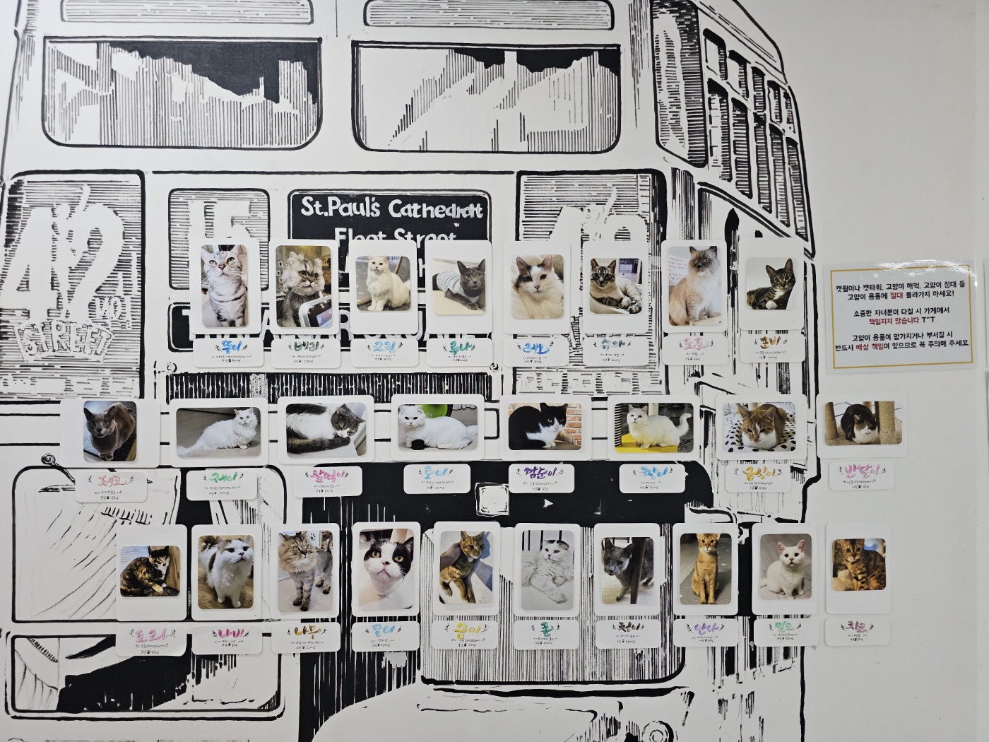 야옹이네 고양이 카페