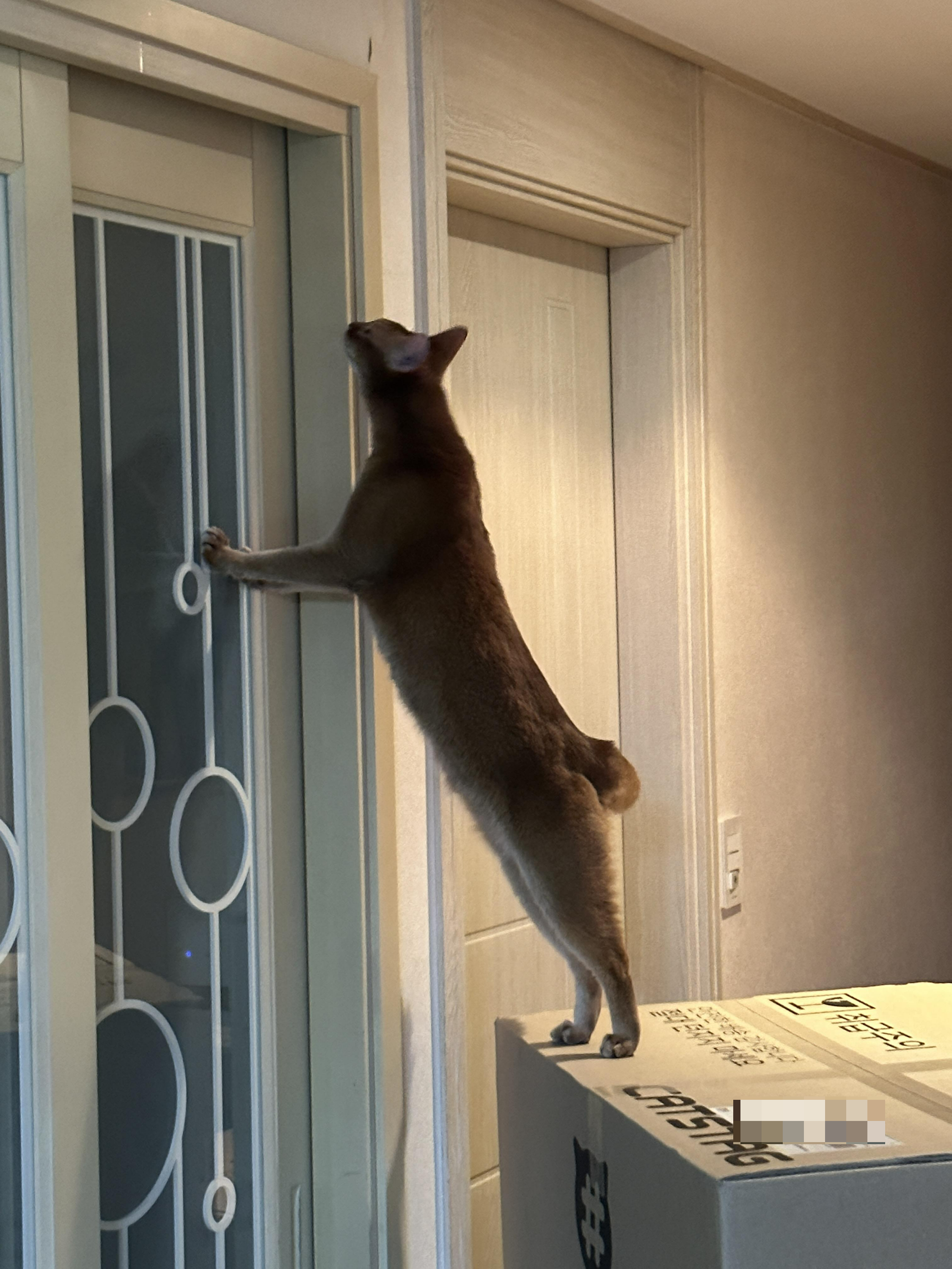 냥냥이들 화장실을 교체했다!(feat.화장실을 교체 해야 하는 이유)