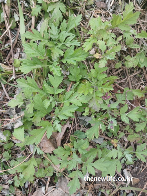 자연 속 푸른 쑥잎의 실제 사진 – 쑥의 천연 정유 성분이 항균·항바이러스 효능을 가진 모습을 표현