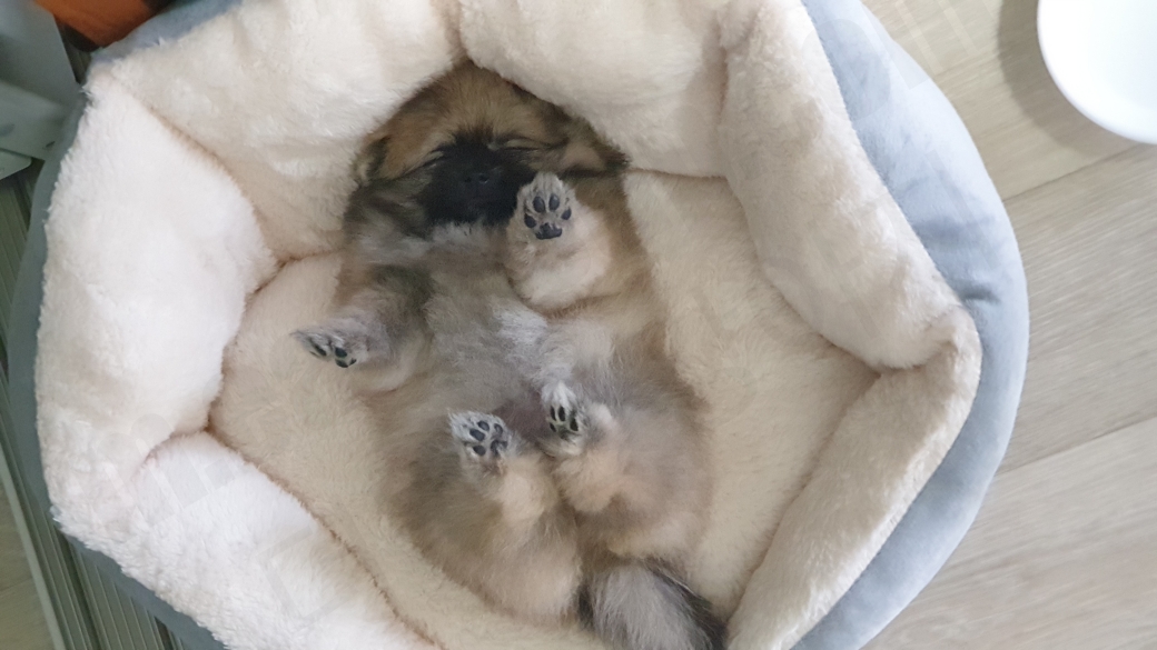 잠을 자는 강아지