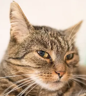 고양이 노화와 질병에 따른 몸과 행동 변화