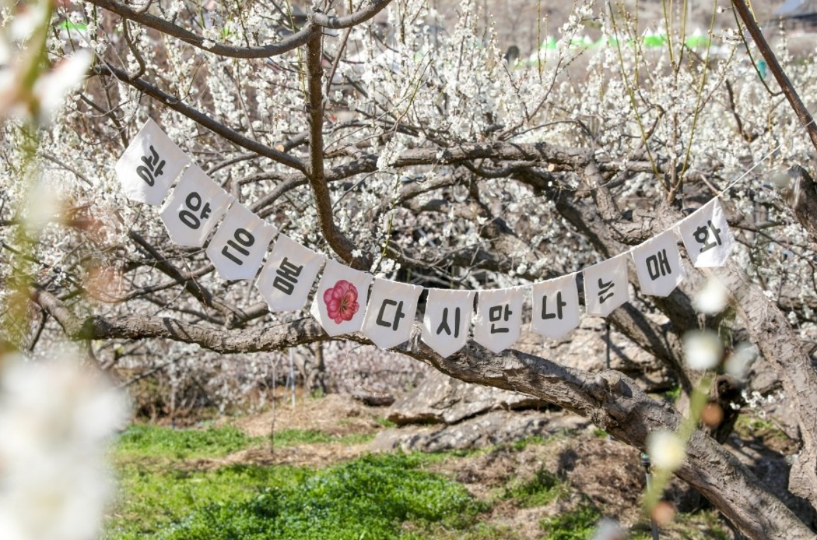 광양 매화축제 체험행사