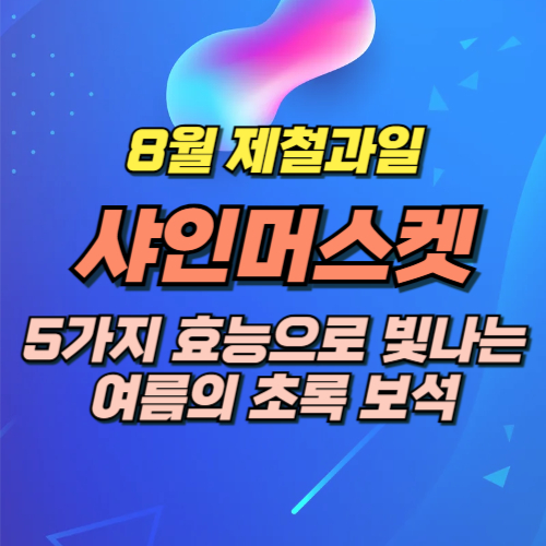 샤인머스켓 제철