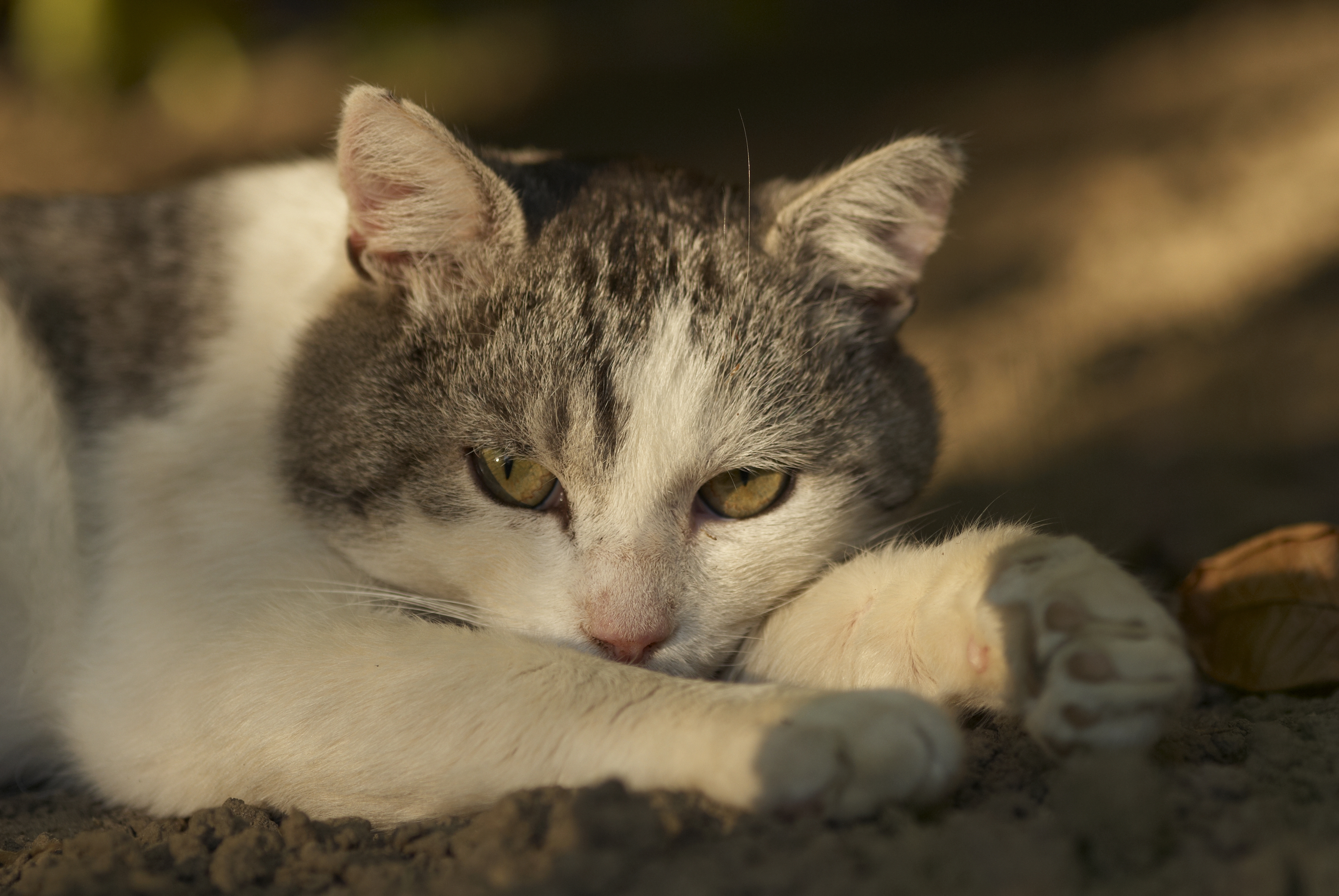 모래에 고양이 사진