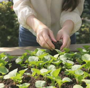 고구마 심는 시기 알아보기 5