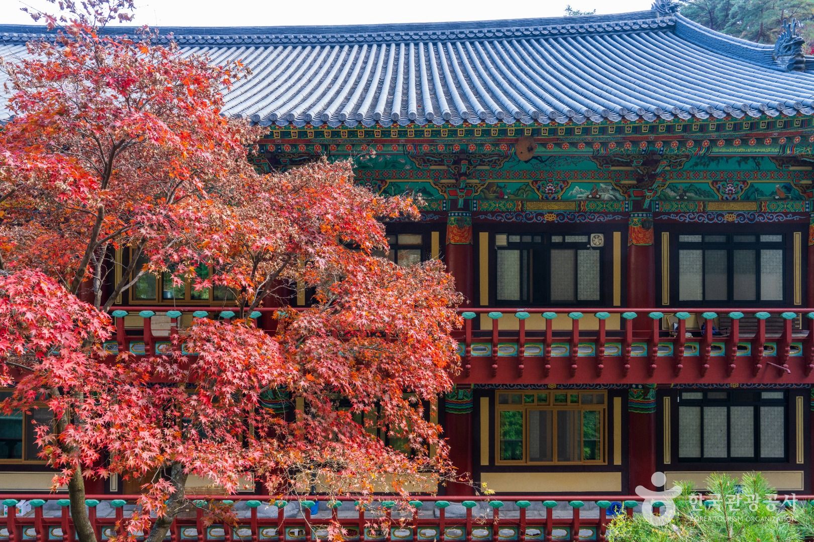 단양 구인사 단풍