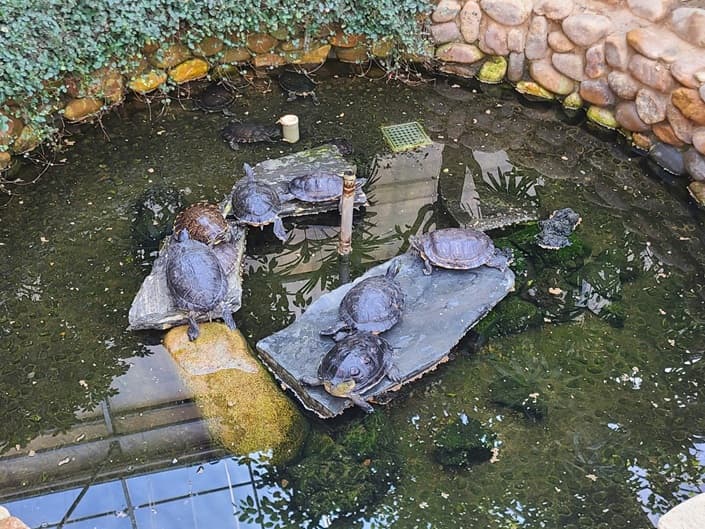 생태교란종 거북이