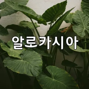 알로카시아 키우기 물주기 햇빛온도 관리 잎 크게 키우는 법_33