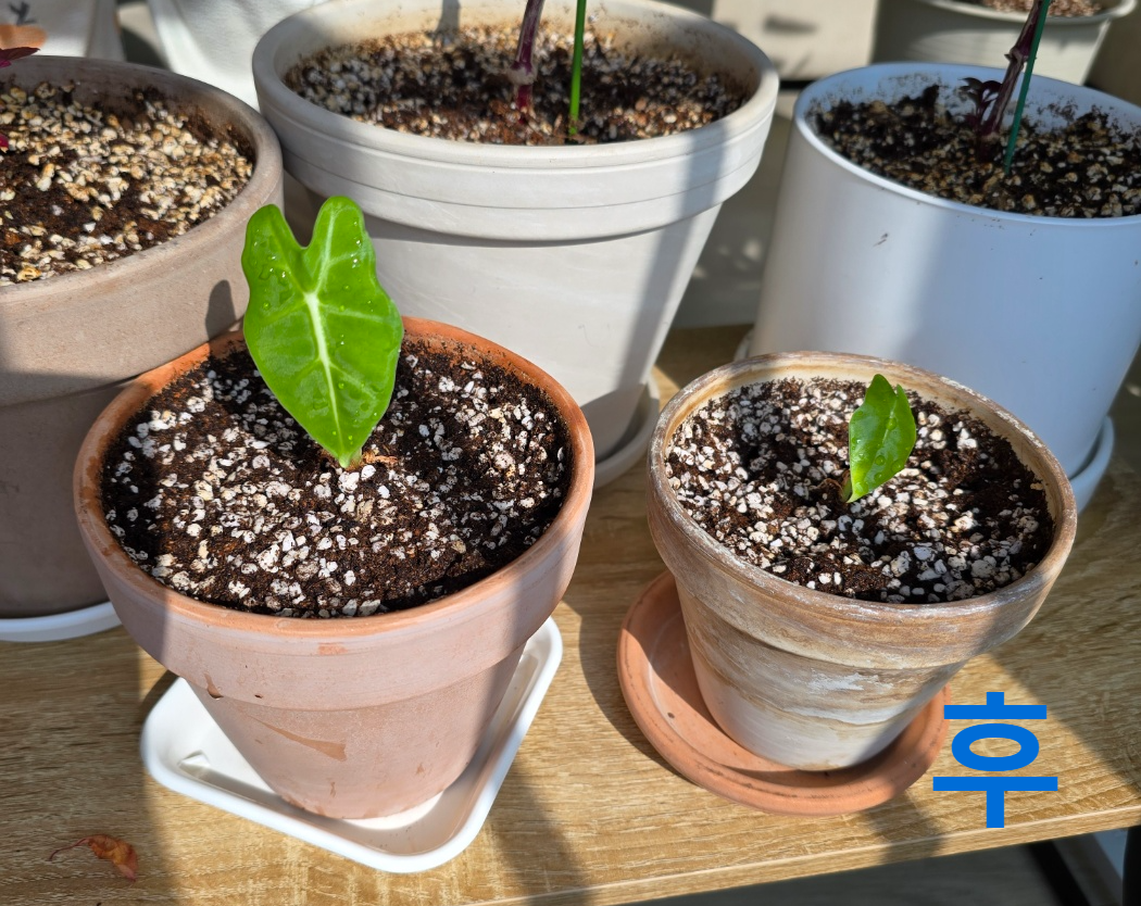 프라이덱 분갈이 후
