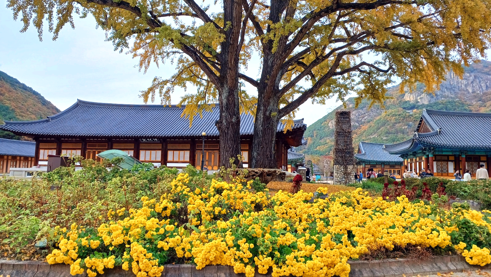 운문사 은행나무와 국화