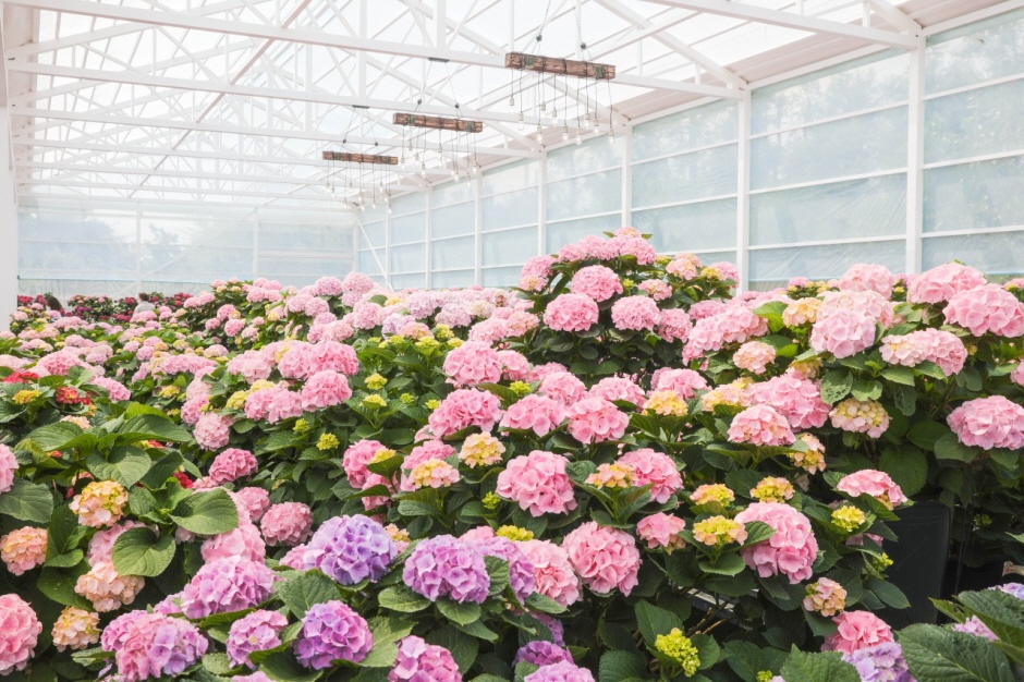 휴애리 봄 수국축제