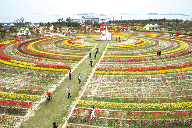 임자도 튤립축제
