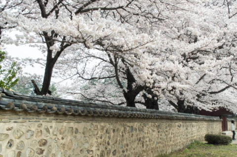 경주벚꽃시기
