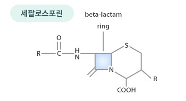 페니실린과 세팔로스포린 화학구조