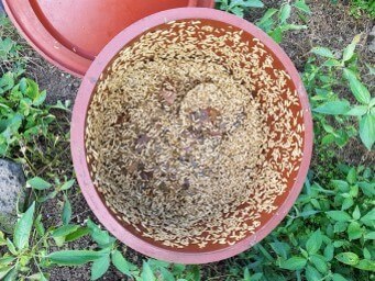 음식물-쓰레기-통에-구더기가-많이-생겨서-징그러운-모습