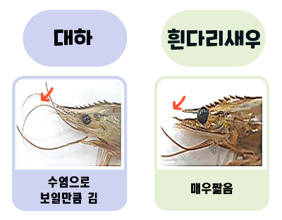대하와 흰다리새우 더듬이 비교