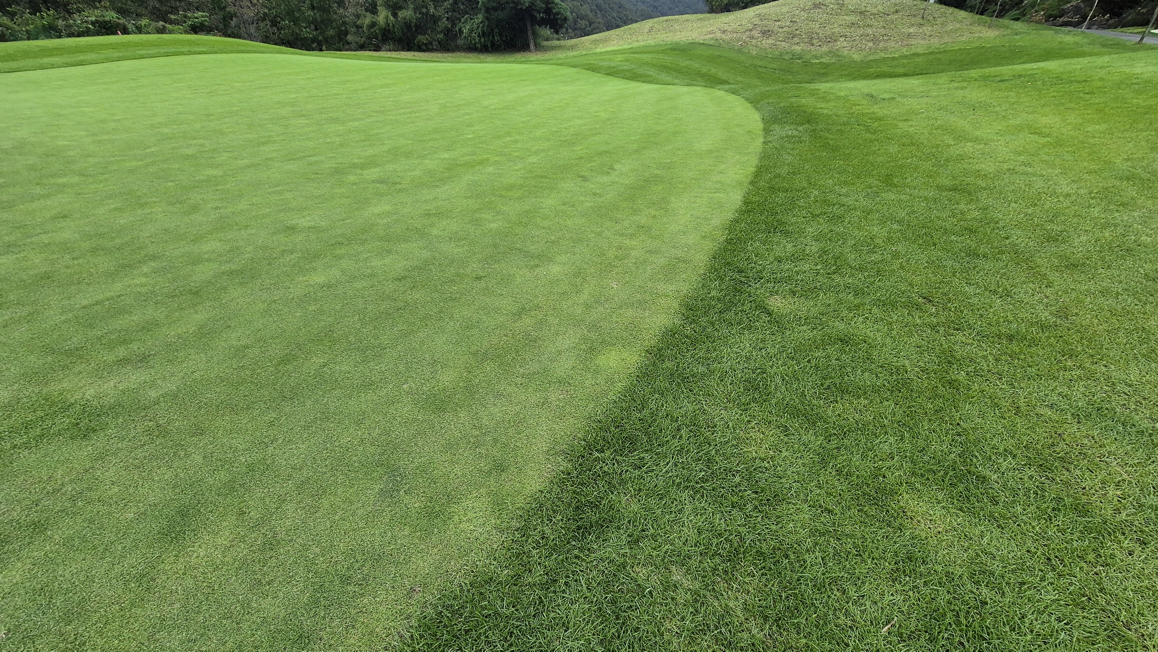 블랙스톤 벨포레cc 그린 관리 상태