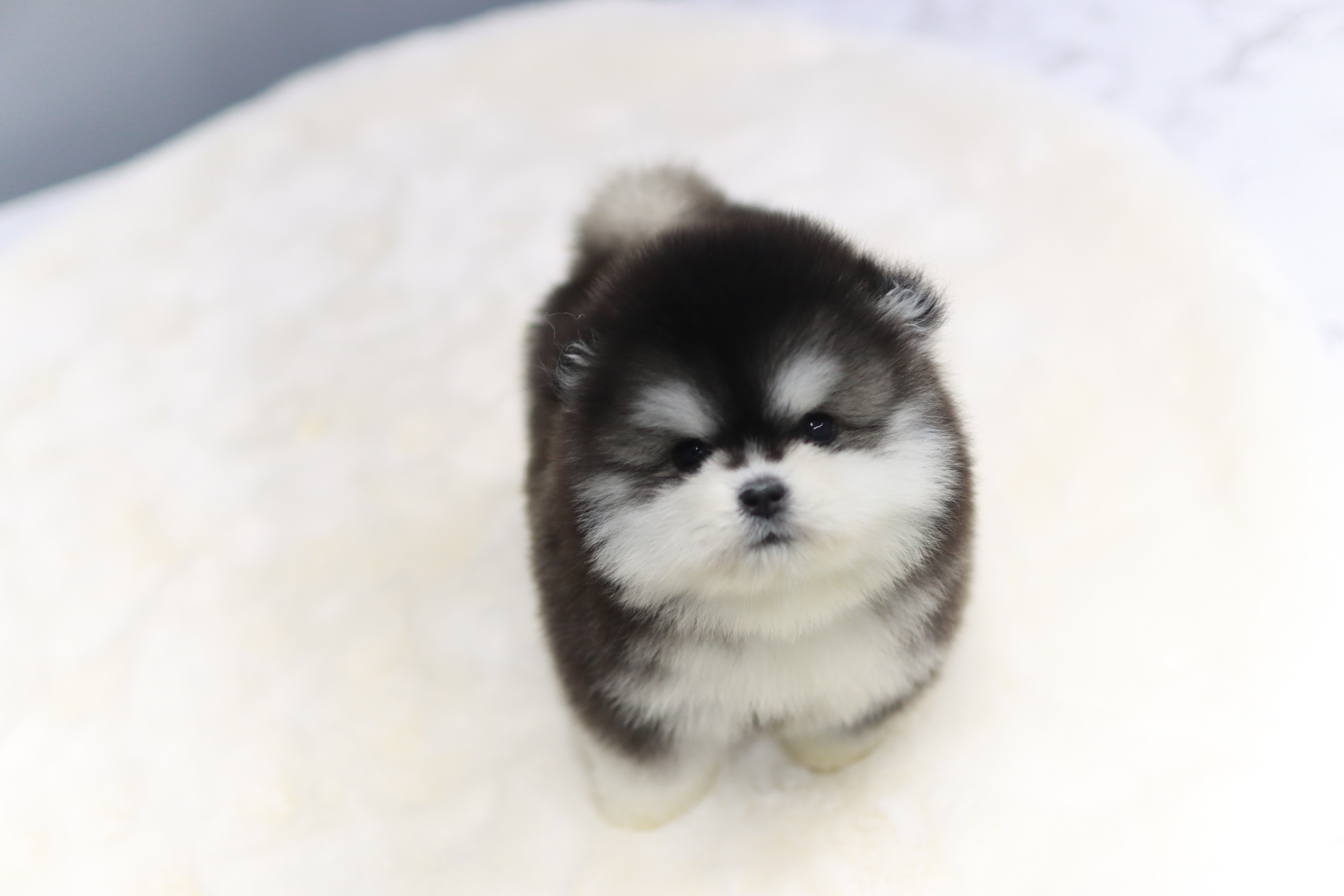 폼스키분양전문