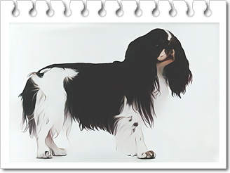 반려견
킹 찰스 스패니얼(King Charles Spaniel)