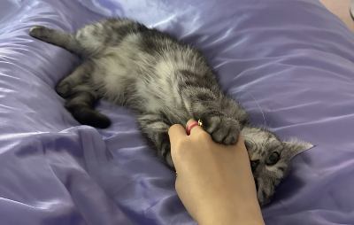 회색 고양이 별찌가 보라색 이불 위에 누워 집사의 손을 앞발로 꼭 잡고 장난을 치려는 모습. 고양이가 사람 손을 장난감으로 인식하고 무는 행동을 보여주는 이미지