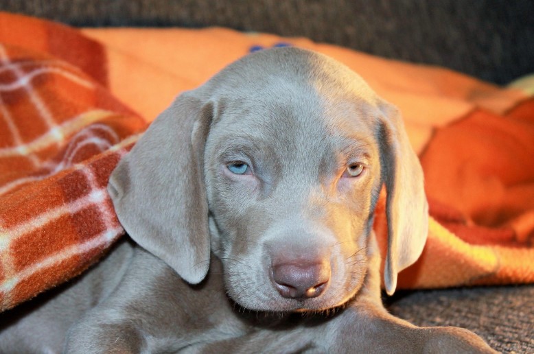 와이마라너 사진