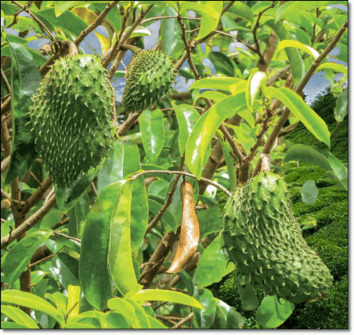 그라비올라 잎과 열매