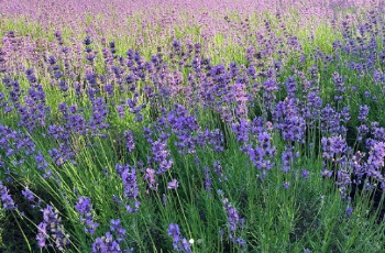 고성 라벤더 축제10