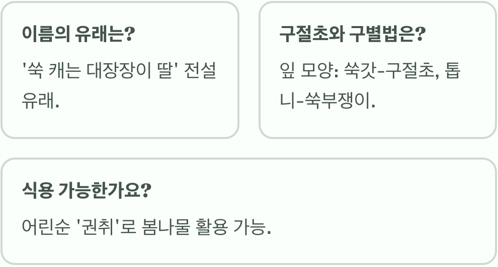 쑥부쟁이 꽃말과 전해 내려오는 의미