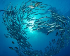 물고기 꿈해몽 풀이