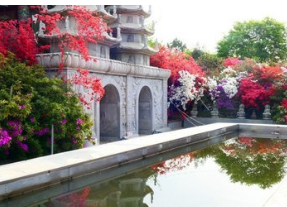 서부해당화축제