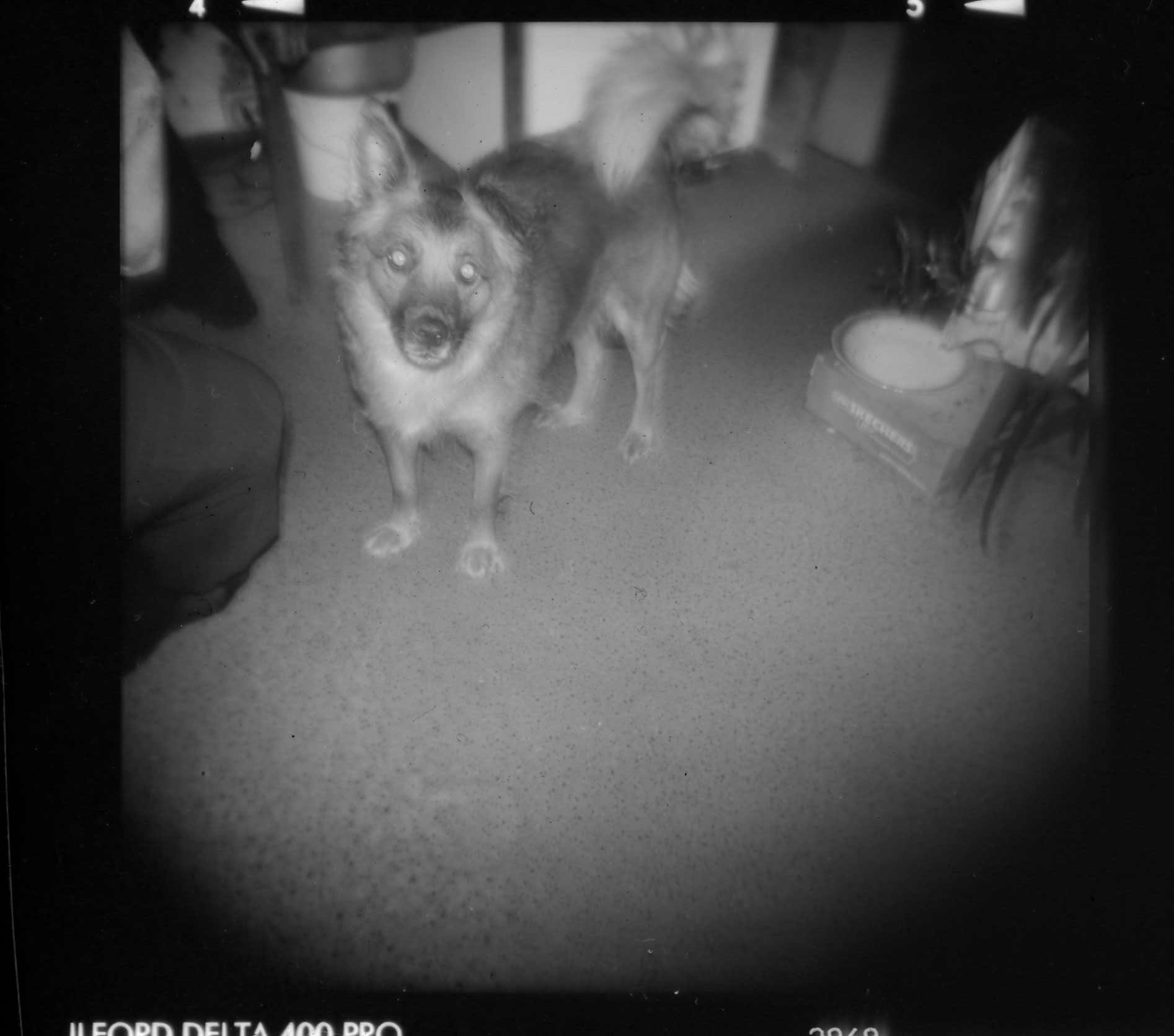 카메라로 보는 반려동물 사진