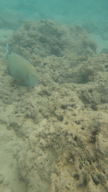 하나우마베이물고기