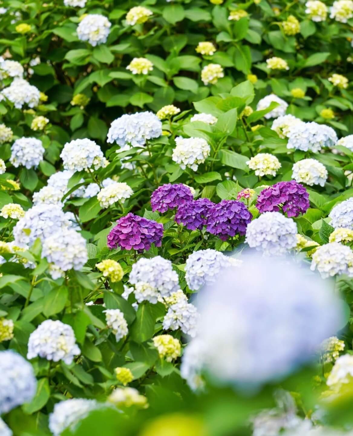 거제 저구항 수국축제