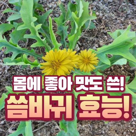 씀바귀 효능