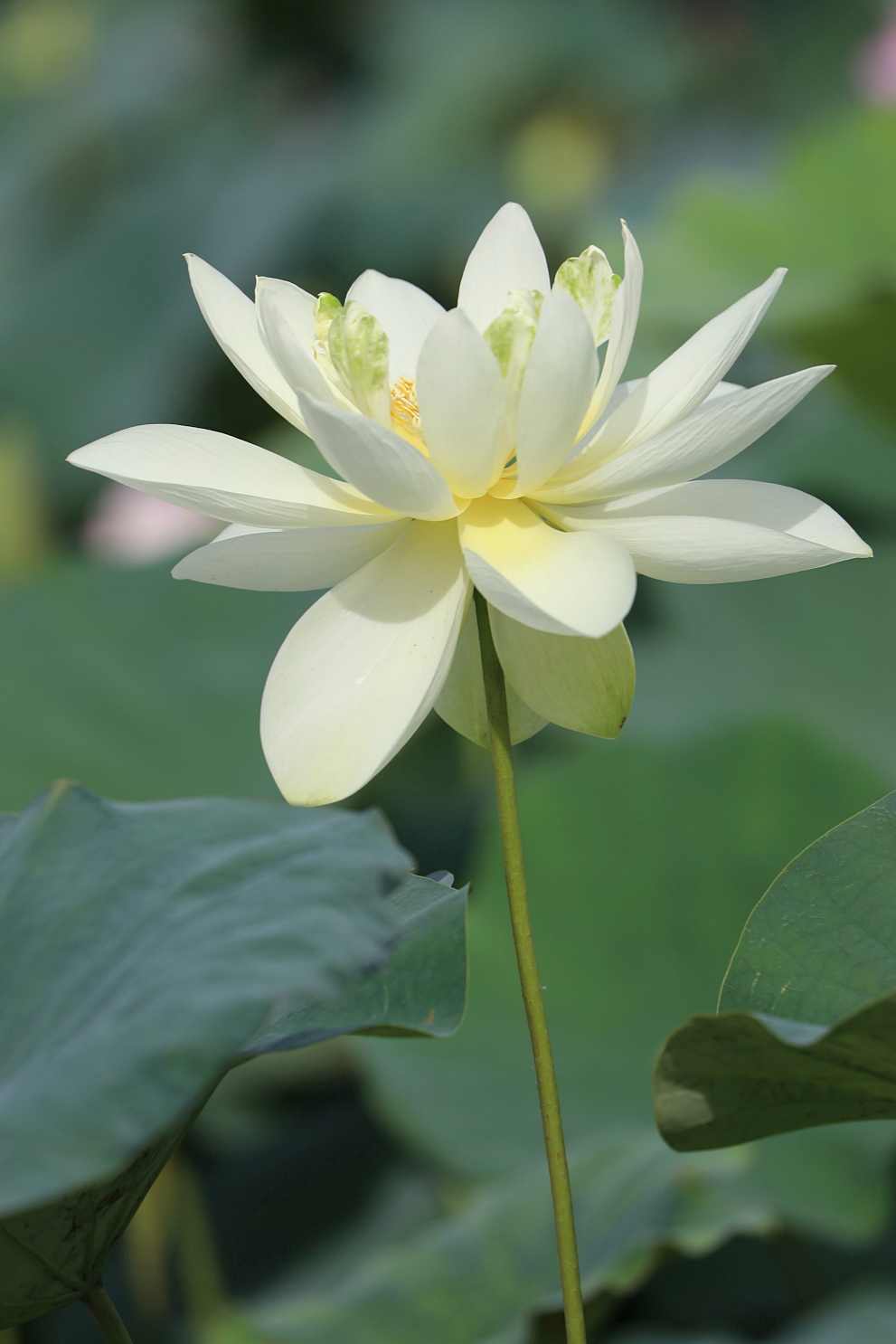 무안연꽃축제