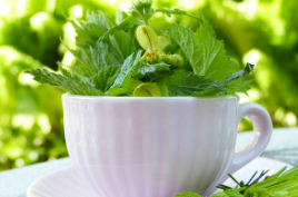 비단풀 효능과 부작용 총정리 : 전통 약초의 놀라운 기능