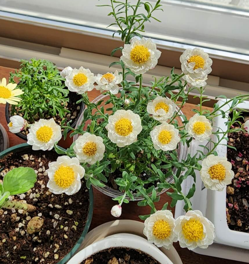 가운데 수술은 노란색에 꽃잎은 하얀색인 종이꽃