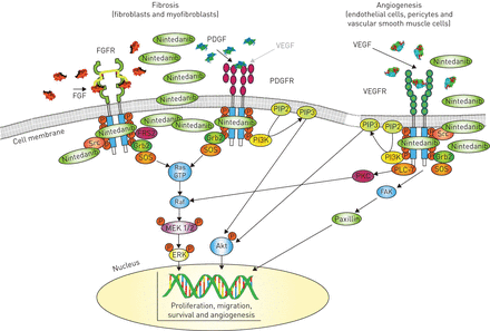 nintendanib mechanism