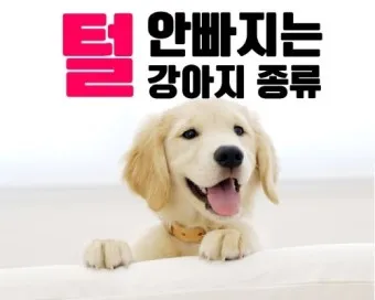 털 안 빠지는 강아지 견종 추천 털 알레르기 적은 강아지 털 안빠지는 대형견 소형견_7