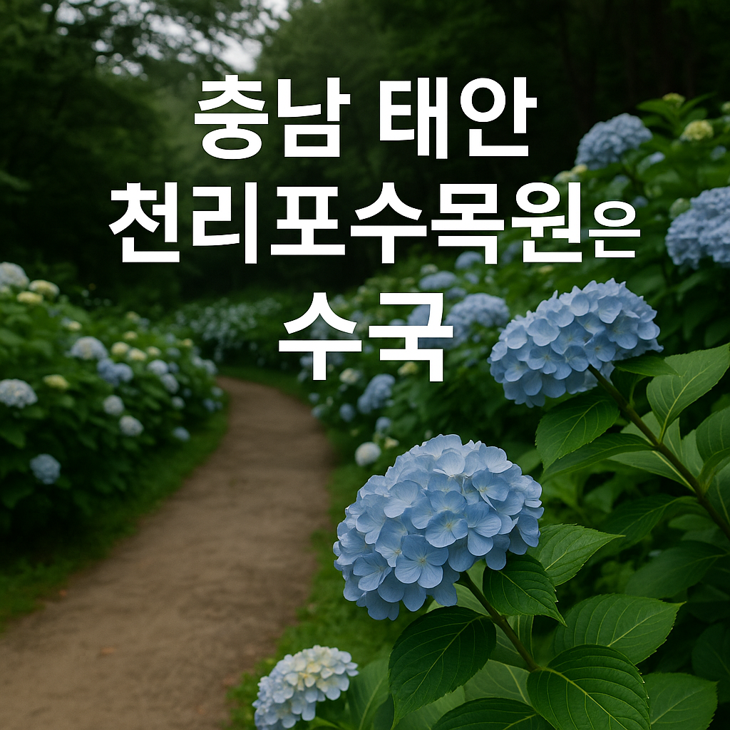 천리포수목원 수국
