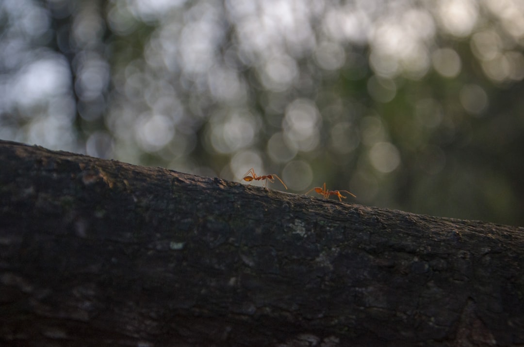 Ants