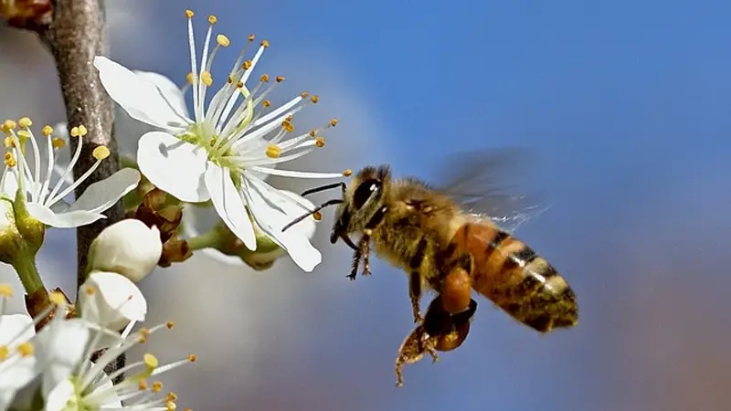 꿀의 영양성분 (100g 기준)