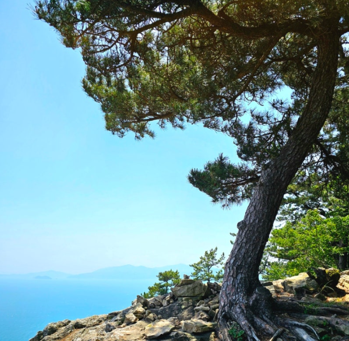 수우도 소나무
