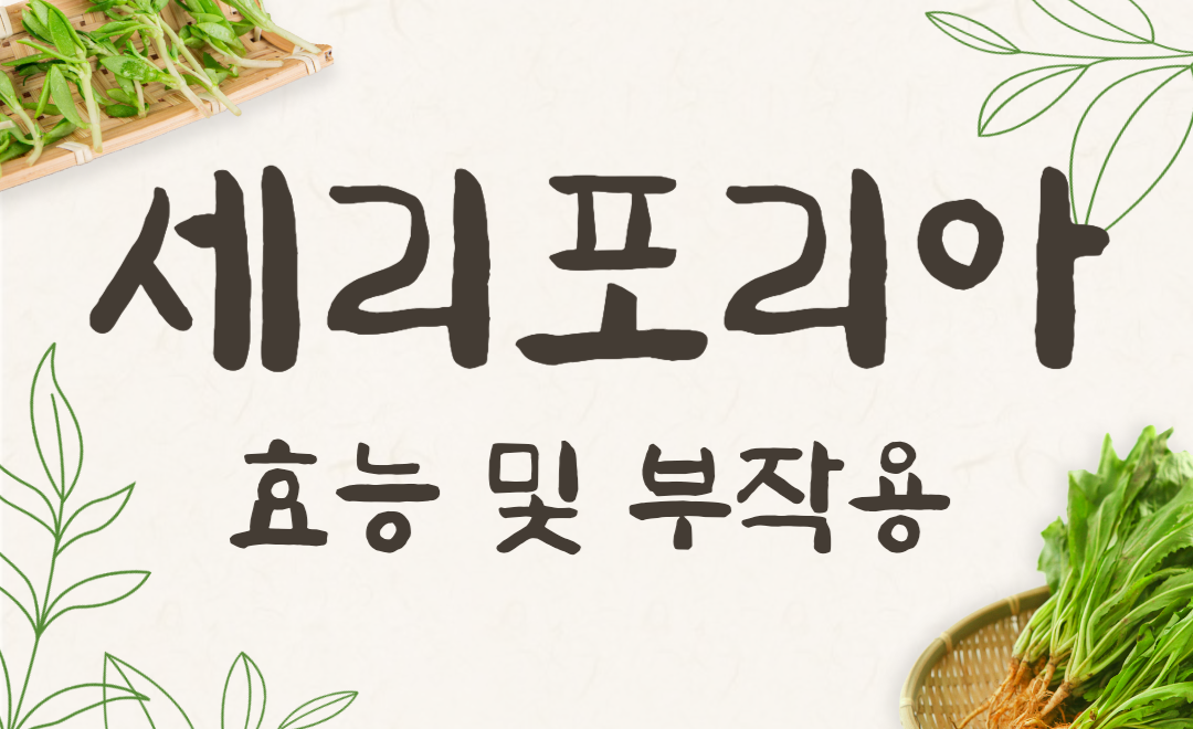 세리포리아 락세라타 효능과 피부 개선, 부작용 없는 에센스 추천