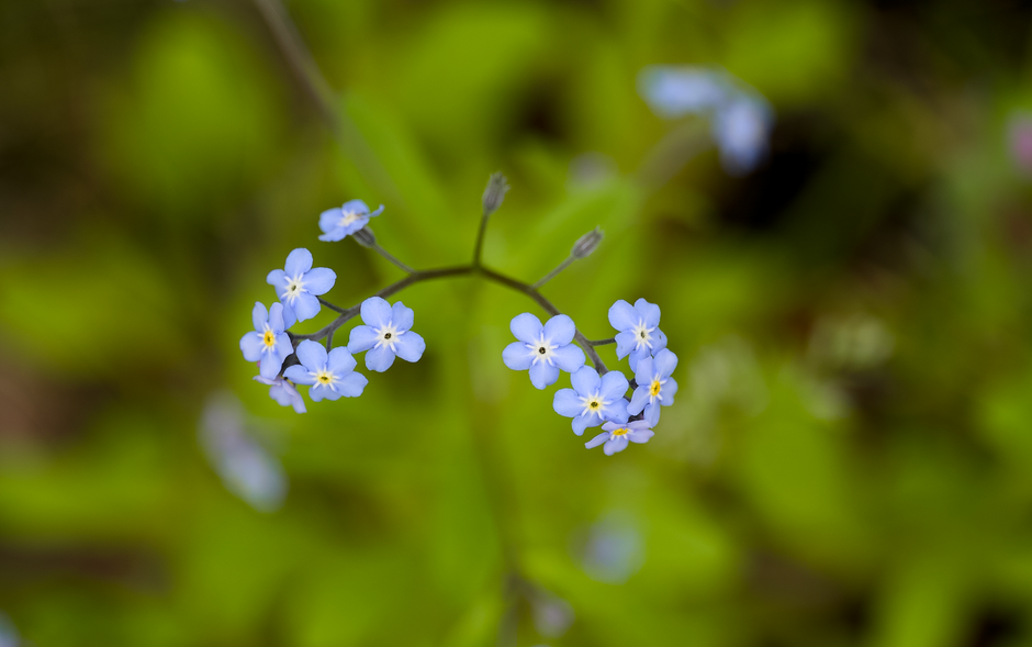 Detailed close-up of delicate blue Myosotis flowers, commonly known as forget-me-nots, in a natural setting.