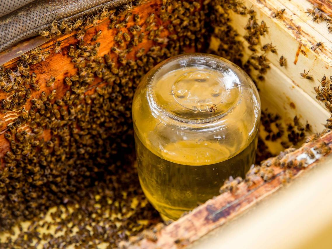 사양벌꿀 진짜벌꿀 차이