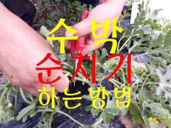 초보 수박 순치기 열매 크게 키우는 방법_18