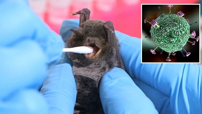 니파바이러스,니파바이러스 국내