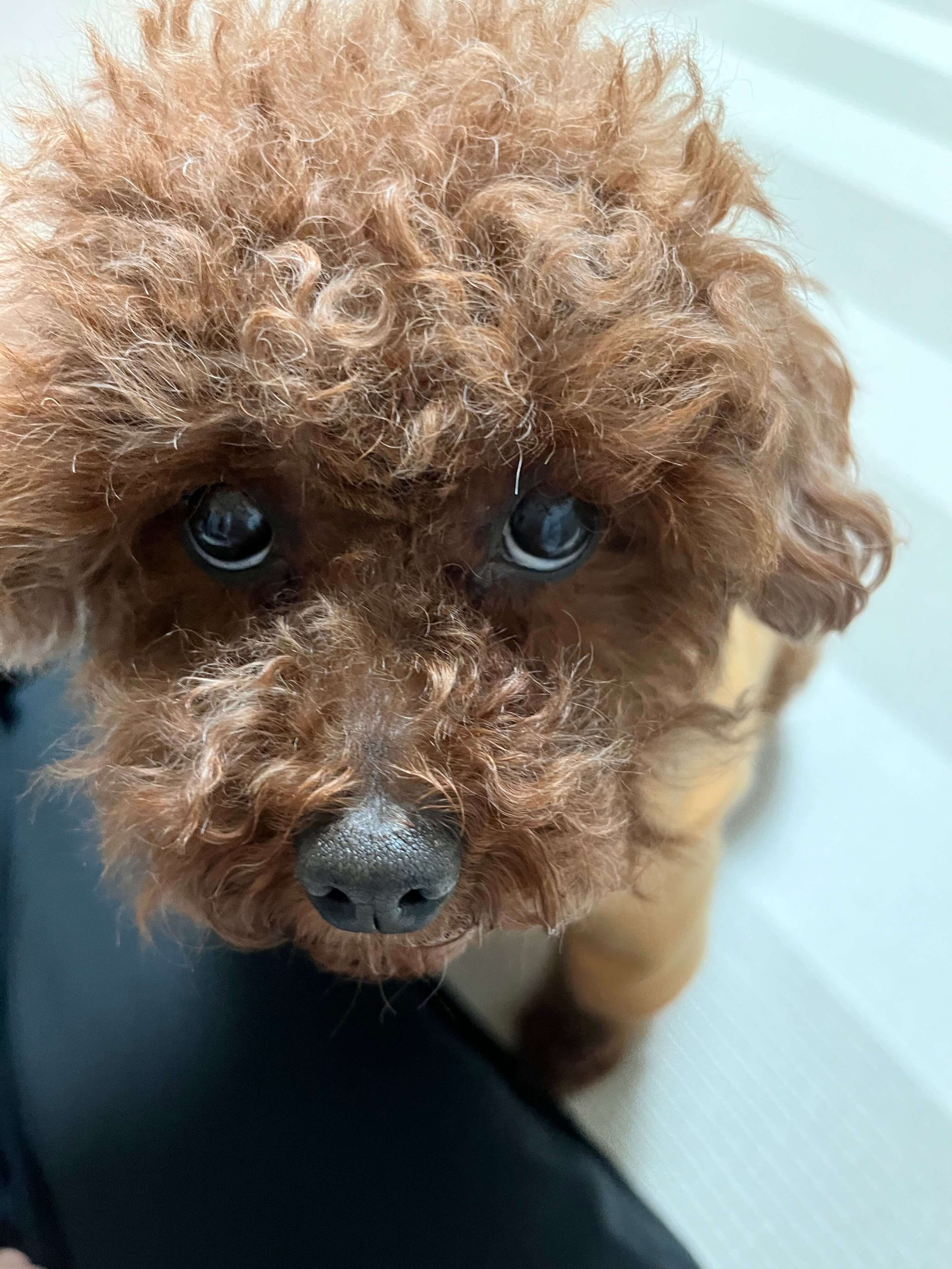 반려견 치아 관리 & 양치 훈련 꿀팁